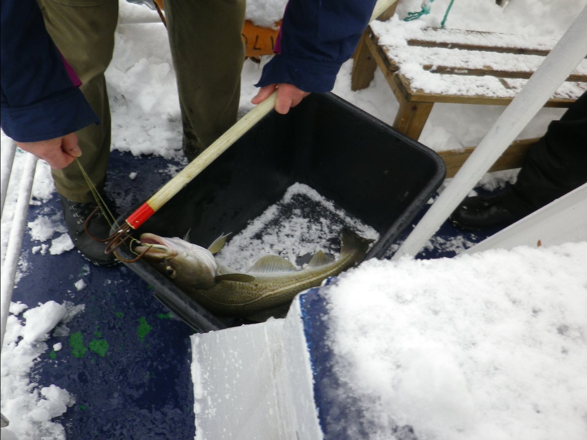 Cod Fishing23